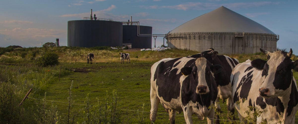 Two cows stand on a green field in front of a grey domed digester facility.