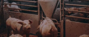 Several pigs in their metal pen in a factory farm.