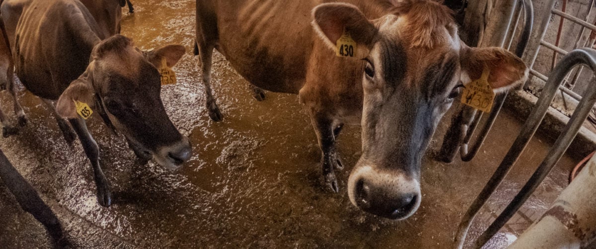 Brown cows stand in puddles of waste.