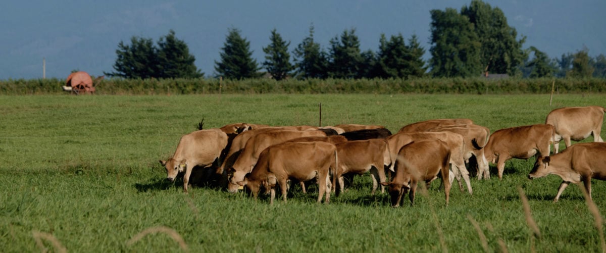 Brown cows graze on a green field.