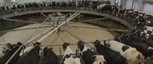 Oregon’s Mega-Dairies,Mega-Pollution and Mega-Climate Consequences