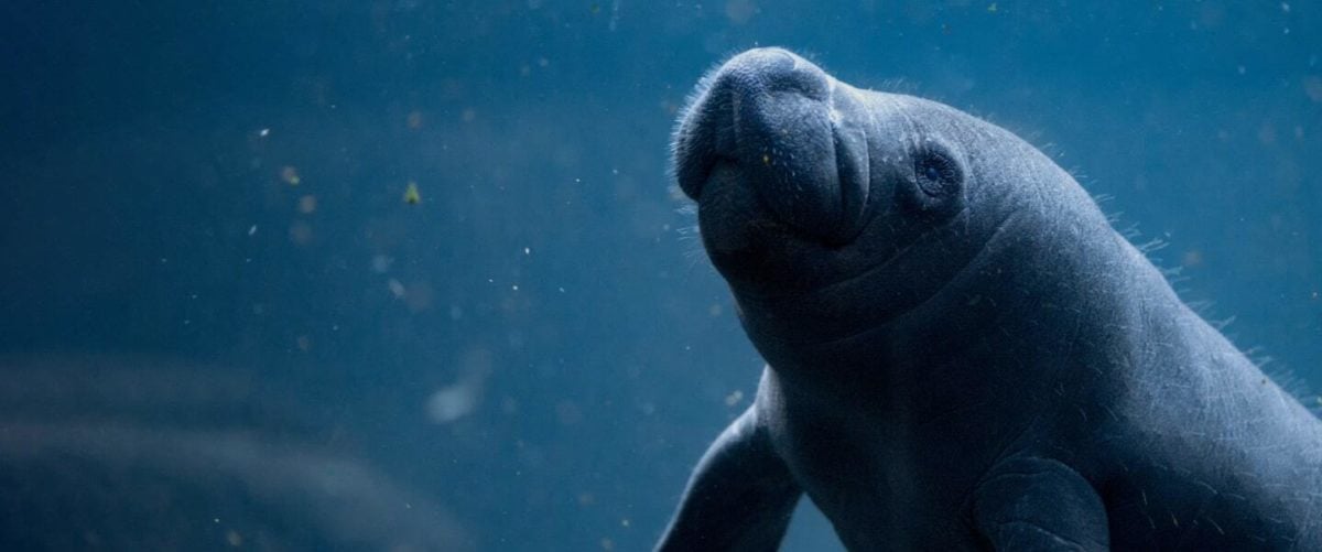 Florida’s Manatees Are Starving to Death. Big Ag and Big Oil are Behind It.