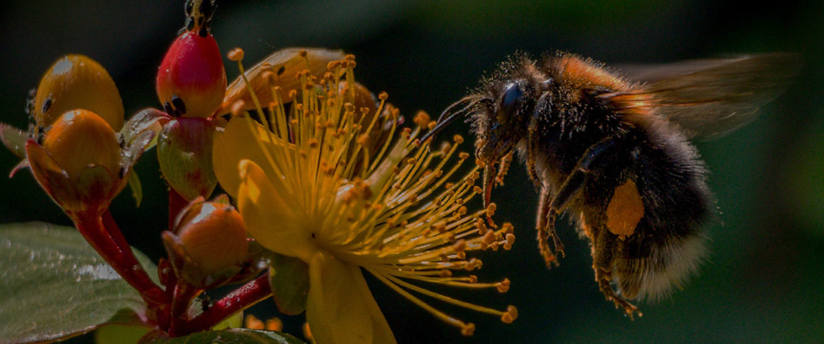 What’s the Buzz on Pollinators?