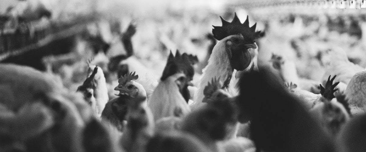 The Poultry Giants Are Abusing Farmers. USDA Can Stop Them. Chickens crowd together in a factory farm.