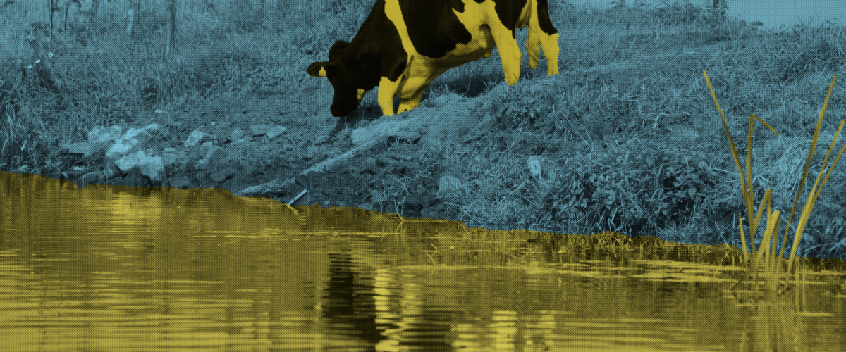 A livestock cow grazes at the banks of a yellow river.