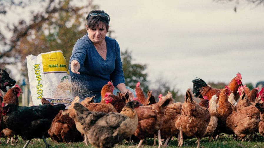 A middle-aged woman in a blue long sleeved shirt tosses handfuls of chicken feed to a group of about 20 chickens. 