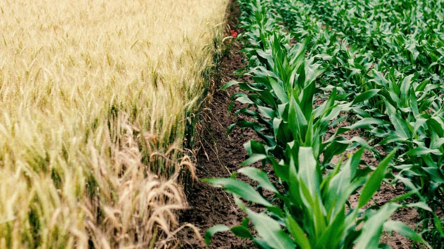 Color photo of a field with two crops planted side by side — corn and wheat. 