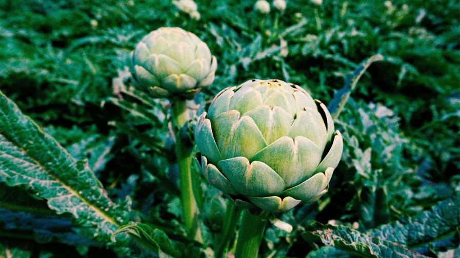 Color photo depicting budding artichokes in an array of vibrant shades of green. 