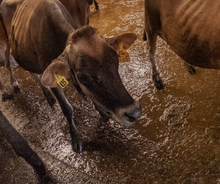 Skinny brown cows stand in a pool of brown waste.