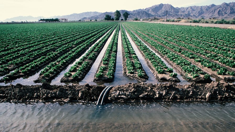 A color image of a field of budding green crops being flooded with irrigation. 

Big Ag Is Draining The Colorado River Dry