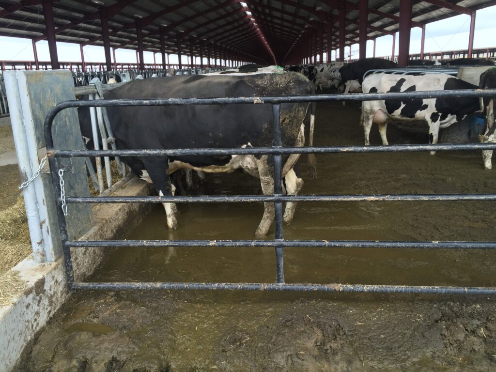 Cows stand behind a metal gate standing ankle-deep in brown waste.