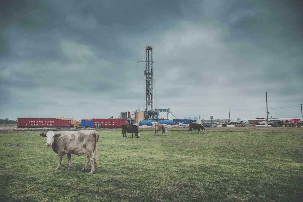 Four cows stand in a grass field just yards away from a well pad.