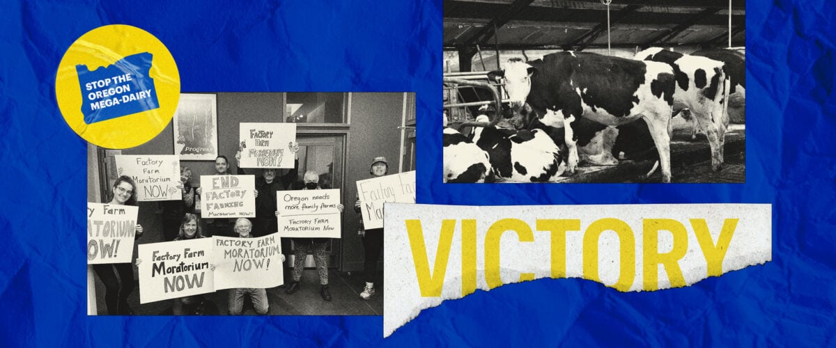 To the left, a group of volunteers and organizers hold signs reading "FACTORY FARM MORATORIUM NOW!" To the right, cows stand in a layer of manure at a mega-dairy like the one proposed by the Easterday family.