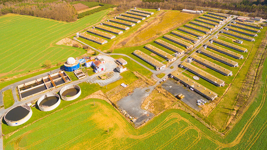 An aerial view of dozens of rectangular hog barns arranged in three columns, with connected circular and rectangular manure lagoons.