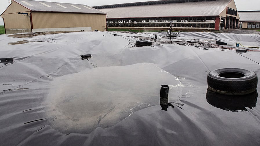 A puddle of dirty water collects in the center of a black tarp over a manure lagoon.