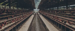 Hundreds of chickens lined up behind wooden bars in a factory farm.