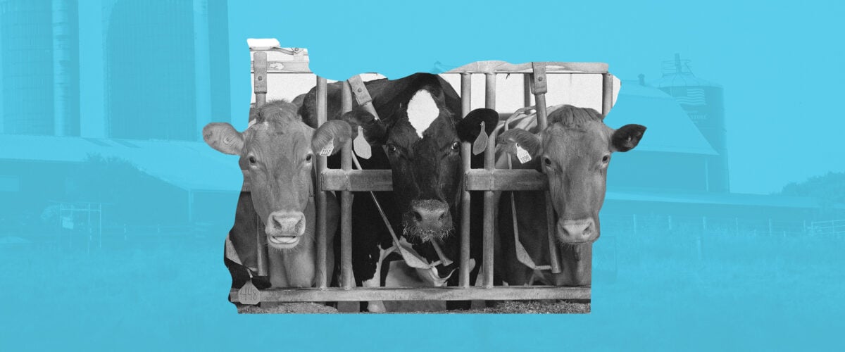 Cows look out from between the bars of their enclosure at a factory farm in Oregon.