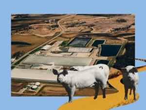 Three hogs and an aerial view of a factory farm amidst green and brown fields.