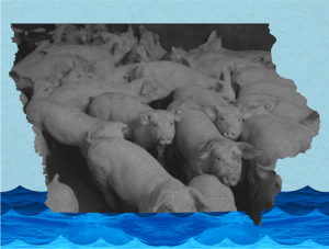 A photo of hogs crowded in a factory farm in a frame shaped like the state of Iowa.