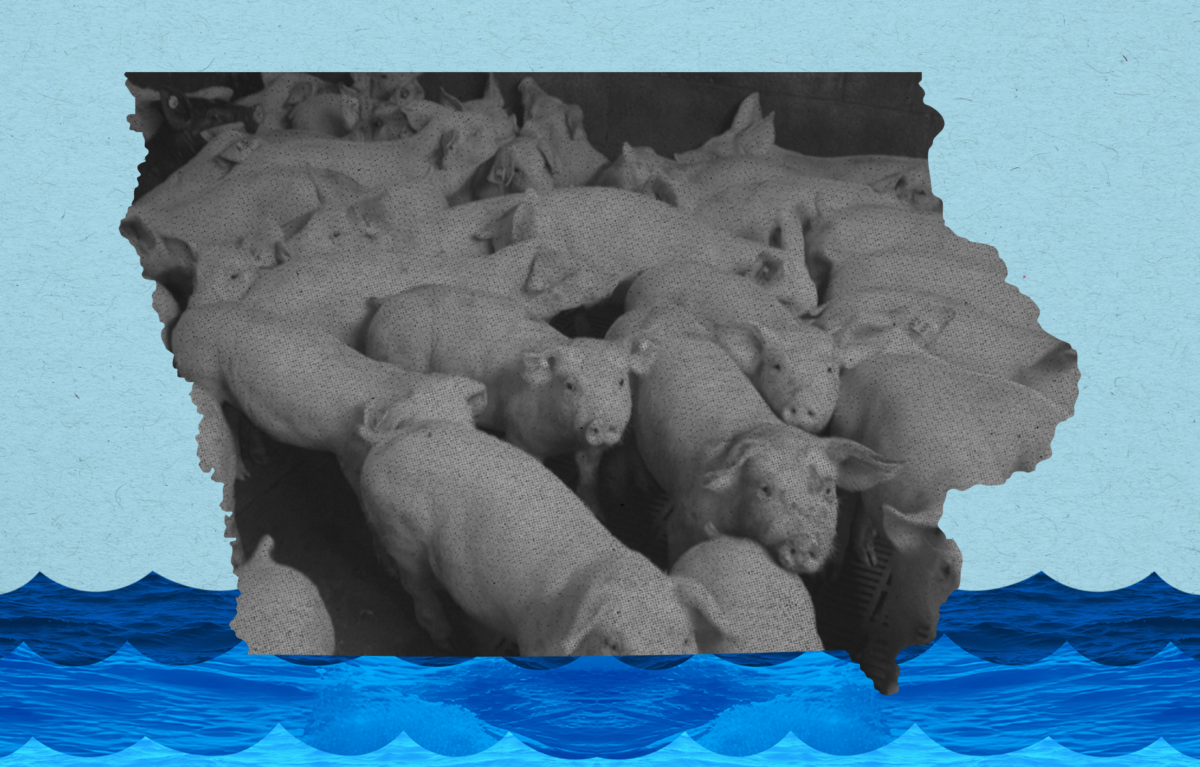 Hogs crowded into a factory farm in a frame in the shape of Iowa, with waves of water below it.