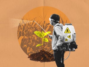 A person with a backpack of pesticide sprays it onto corn crops.