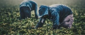 Two people in hoodies bend down to harvest crops in a green field.